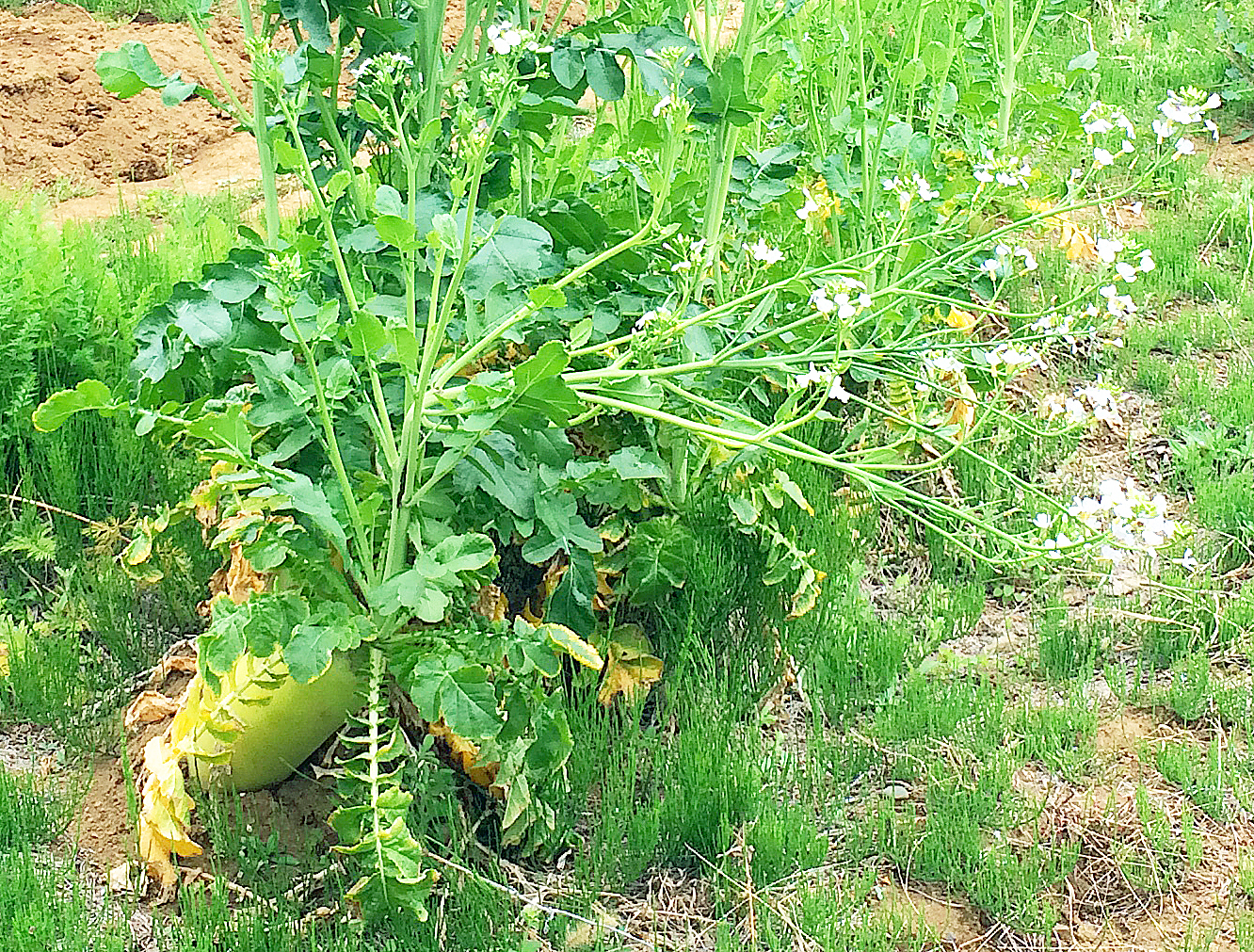 とう立ちってどんな状態？食べられる？主要な野菜の見分け方も紹介
