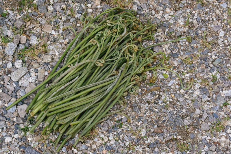 タラの芽には毒性はある?偽物・類似植物との違いや見分け方も解説!