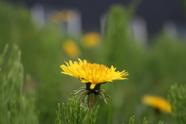 たんぽぽって食べられる？食用たんぽぽの種類や可食部分の食べ方を紹介！