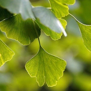 街路樹にイチョウ（銀杏）が多い理由とは？繁殖方法も詳しく解説！