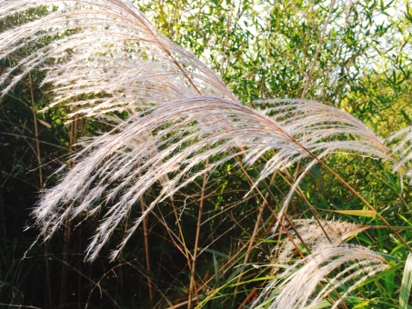 オギ（荻）とは？特徴やススキとの違いについて詳しく解説のイメージ