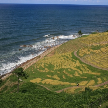 中島菜って知ってる？能登で生まれた野菜の特徴やレシピを紹介