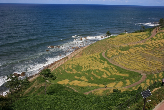 中島菜って知ってる?能登で生まれた野菜の特徴やレシピを紹介