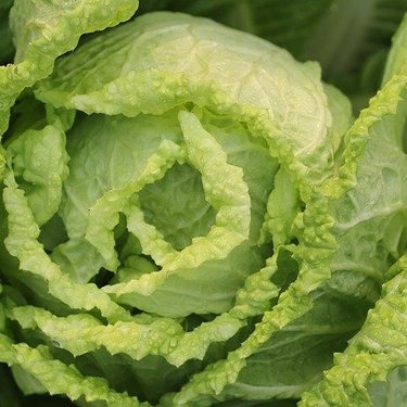 白菜の芯は食べてもいい？栄養はある？おいしい食べ方もご紹介