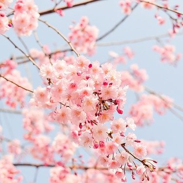 世界の桜の名所ランキング20選！海外でも桜の花は人気があるの？