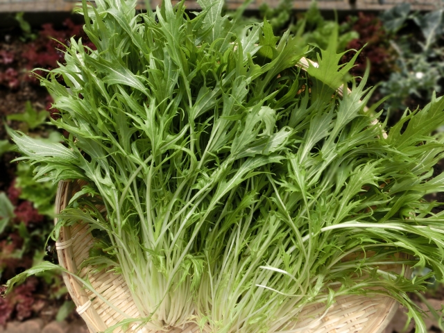 水菜に栄養・効能はある?栄養を逃さない調理方法や食べ方を紹介!のイメージ