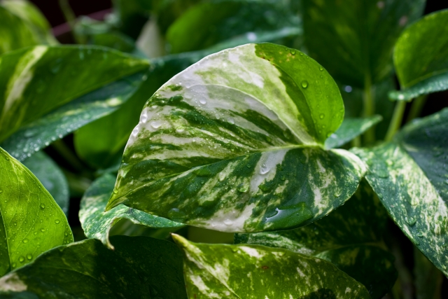 観葉植物の斑がなくなる理由とは?復活させる方法はある?