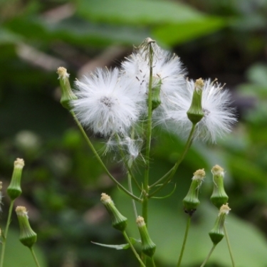 ダンドボロギクってどんな植物？名前の由来やノボロギクとの見分け方も解説