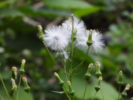 ダンドボロギクってどんな植物？名前の由来やノボロギクとの見分け方も解説