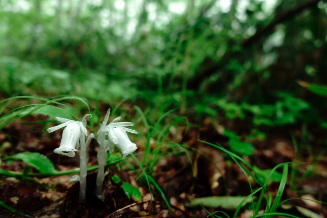腐生植物とは?奥深い生態や・特徴や種類を詳しく解説!