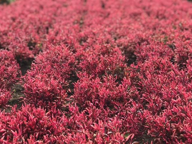 アキランサスとは?寄せ植えにおすすめの種類・特徴や育て方を紹介!