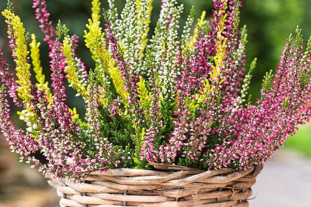 3月1日の誕生花は何?特徴・花言葉や誕生石に記念日もご紹介!