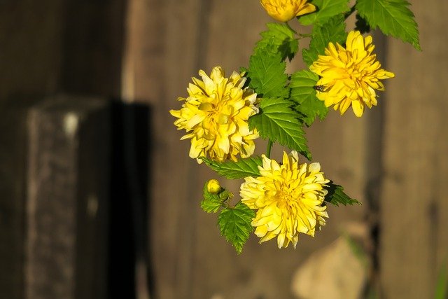 3月4日の誕生花！特徴・育て方や誕生石に記念日もご紹介