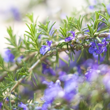 3月6日の誕生花は？花言葉や育て方・誕生石に記念日もご紹介！