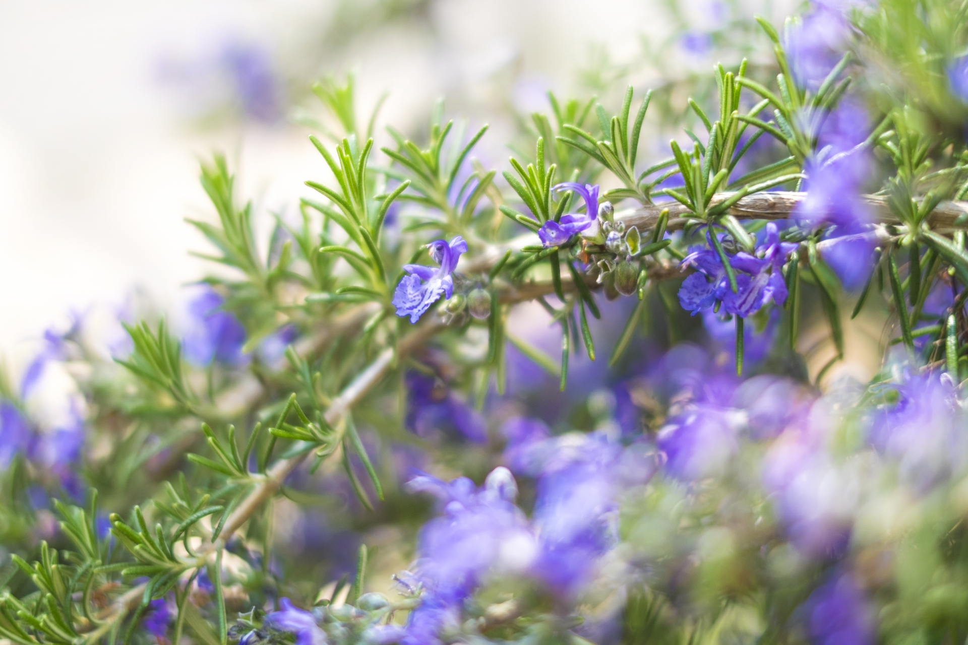 3月6日の誕生花は?花言葉や育て方・誕生石に記念日もご紹介!