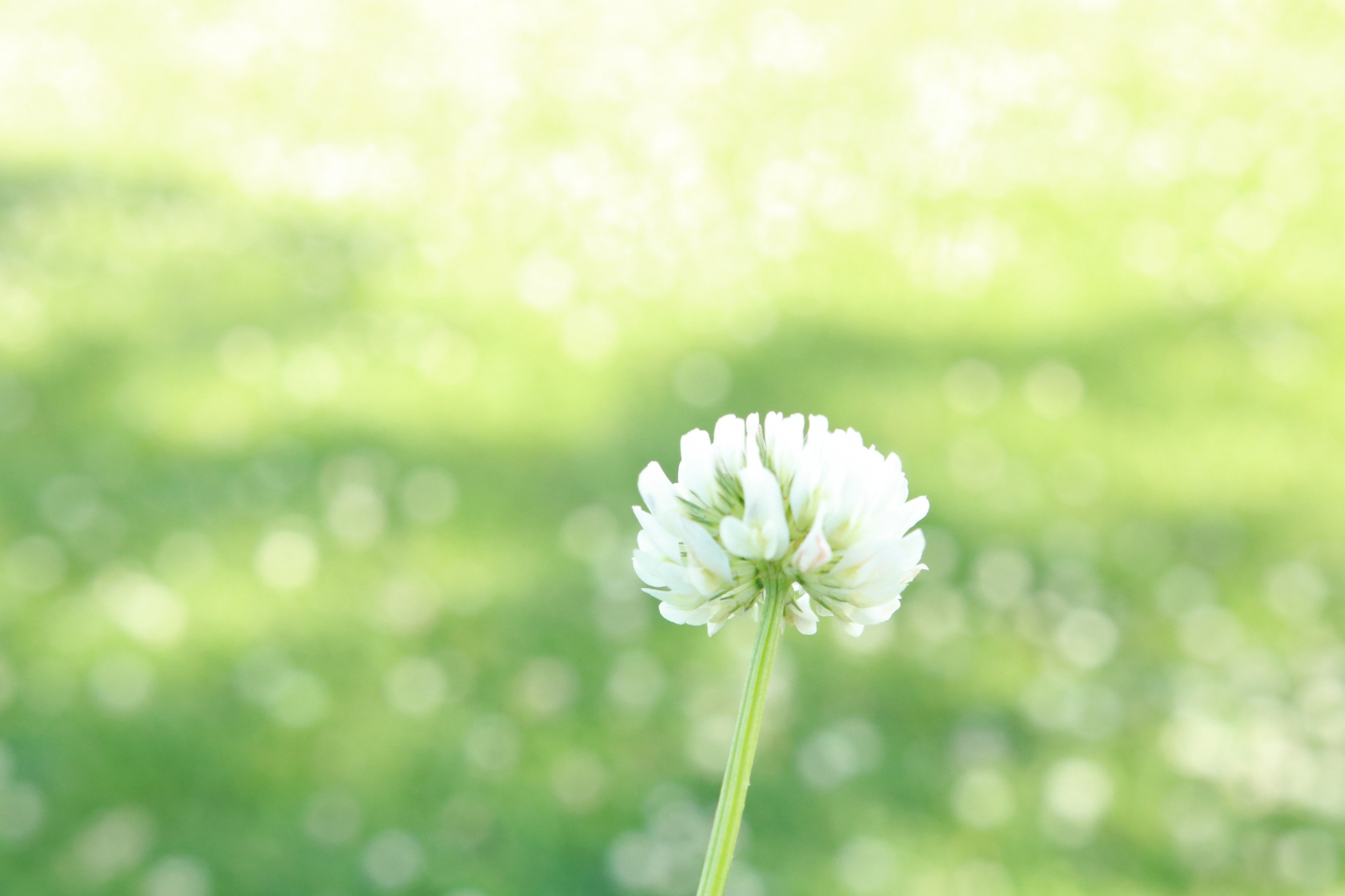 3月8日の誕生花は何？特徴・花言葉や誕生石に記念日もご紹介！