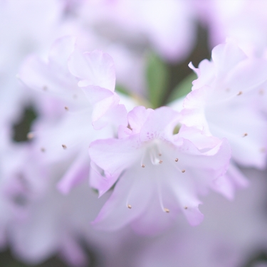 3月9日の誕生花は？花色ごとの花言葉や誕生石・記念日もご紹介！