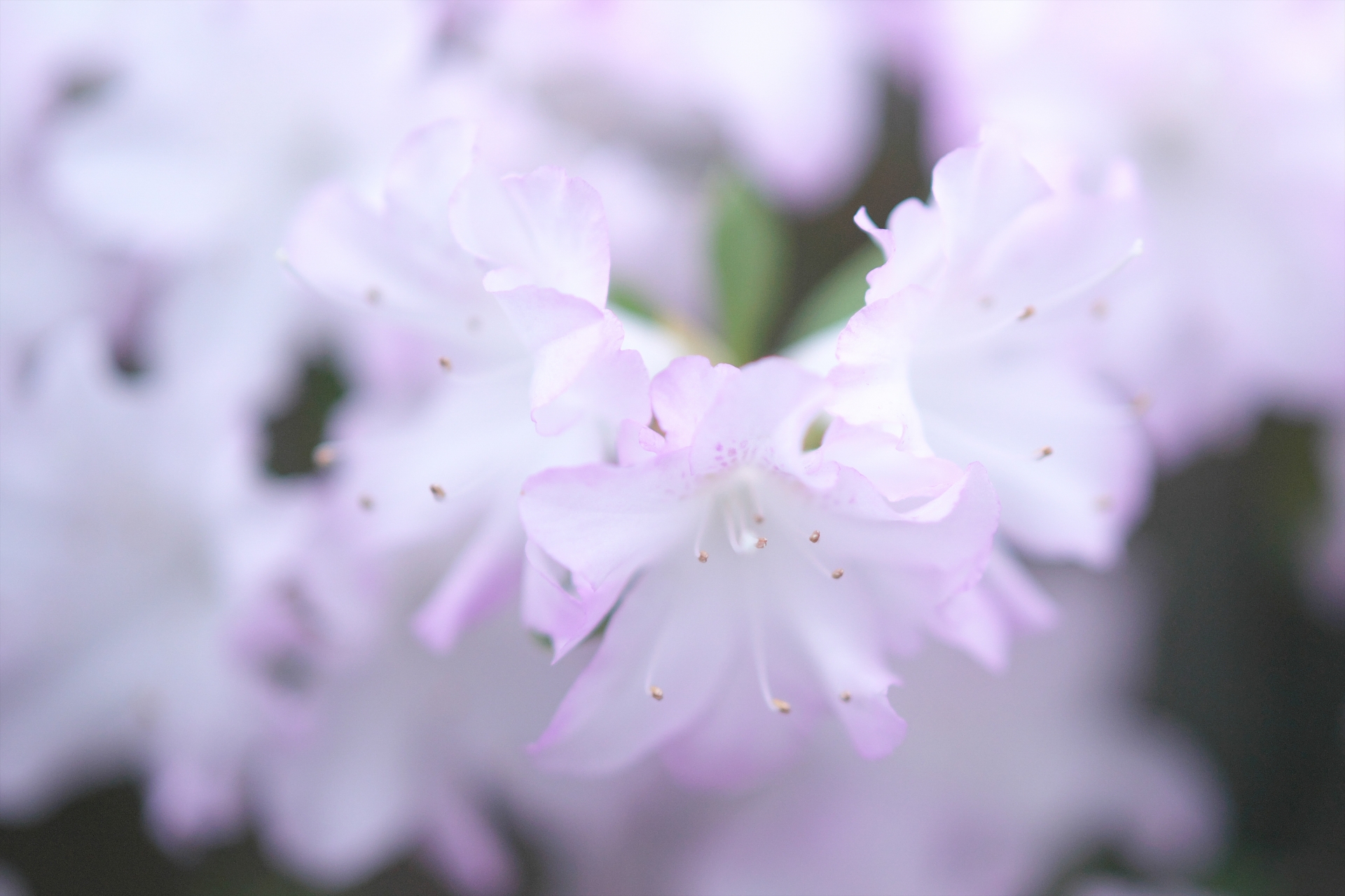 3月9日の誕生花は？花色ごとの花言葉や誕生石・記念日もご紹介！