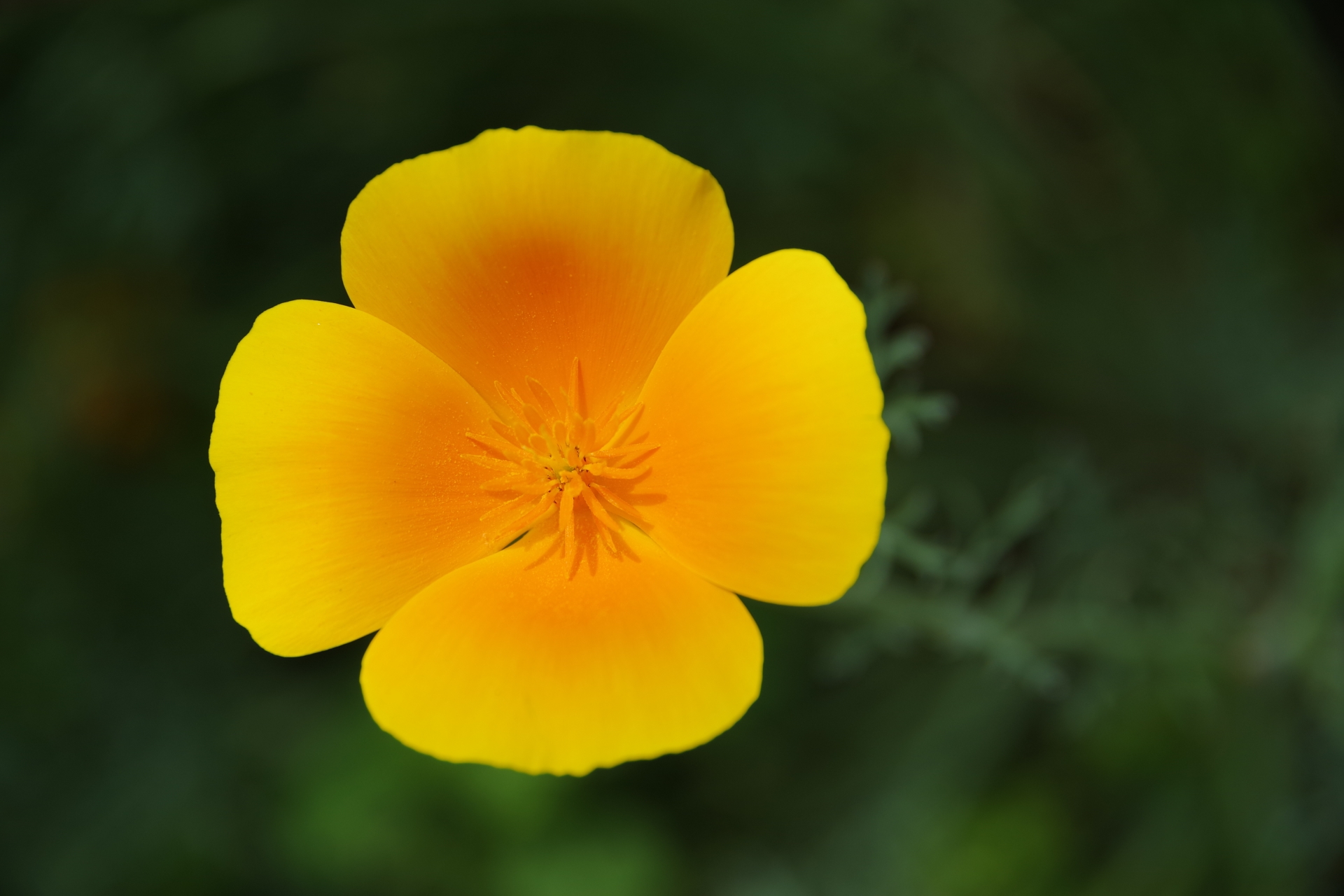 3月11日の誕生花は何？特徴・花言葉や誕生石に記念日もご紹介！