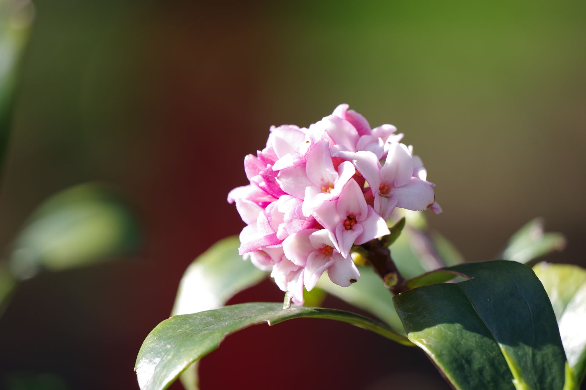 3月15日の誕生花は何?特徴・花言葉や誕生石に記念日もご紹介!
