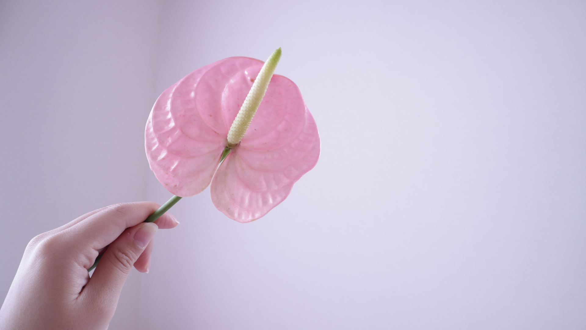 3月17日の誕生花は何？花色ごとの花言葉・誕生石に記念日もご紹介！