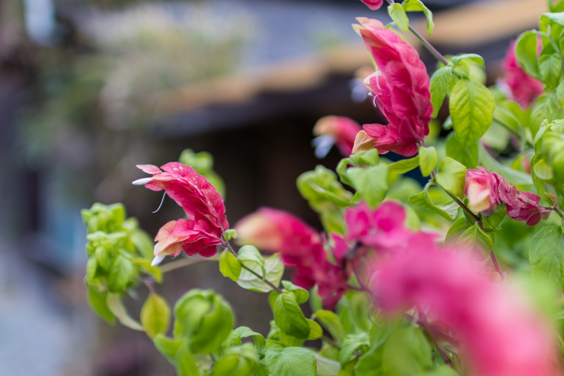 3月19日の誕生花は？特徴・花言葉や誕生石に記念日もご紹介！