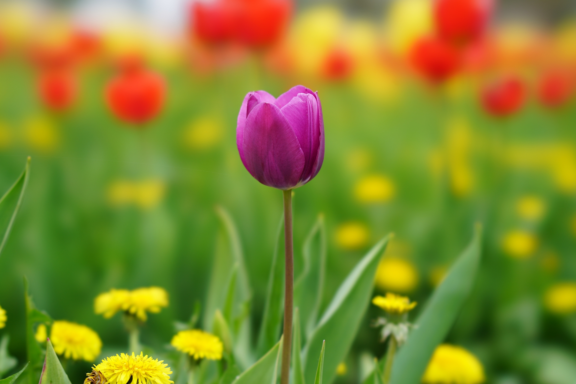 3月20日の誕生花は何?特徴・花言葉や誕生石に記念日もご紹介!