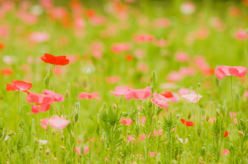 3月24日の誕生花は何?花色ごとの花言葉や誕生石・記念日もご紹介!