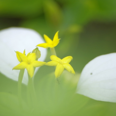 3月27日の誕生花は何？名前の由来に花言葉・誕生石や記念日もご紹介！