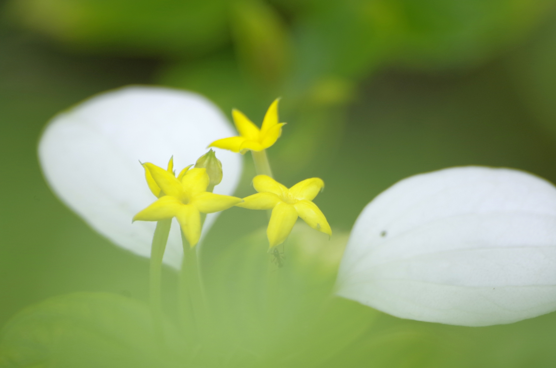 3月27日の誕生花は何?名前の由来に花言葉・誕生石や記念日もご紹介!