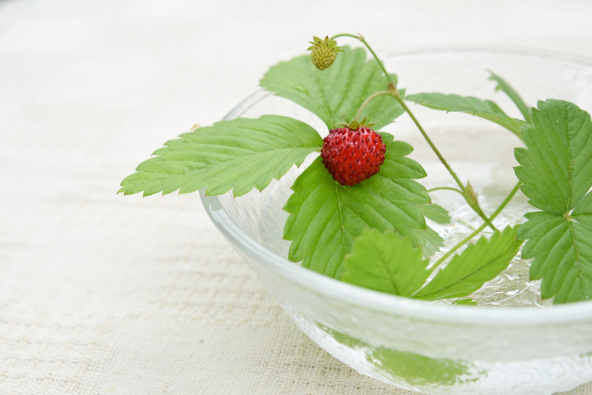 3月29日の誕生花は何?特徴・花言葉や誕生石に記念日もご紹介!