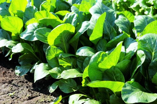 畑菜ってどんな野菜?特徴や栄養・おいしい食べ方もご紹介