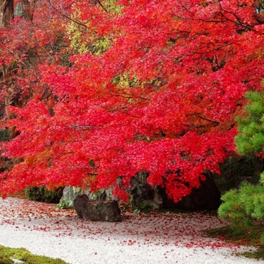 和モダンな庭にあう植物って？おしゃれな植栽アイデアもご紹介