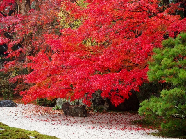 和モダンな庭にあう植物って?おしゃれな植栽アイデアもご紹介