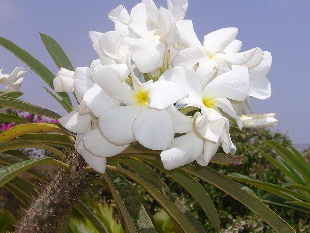 アアソウカイ(亜阿相界)とは?植物としての葉や花の特徴を紹介!