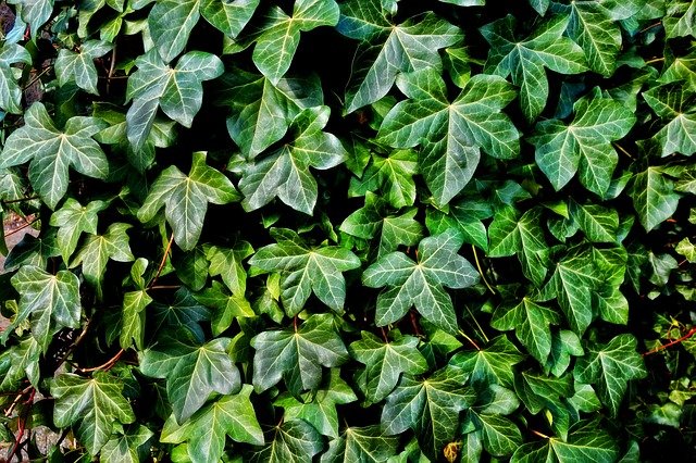 アイビーの花言葉とは?花の特徴・意味や上手な贈り方をご紹介!