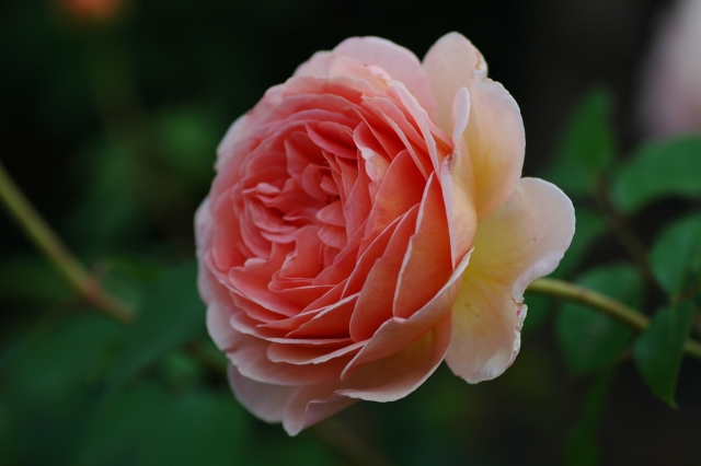 アブラハム・ダービーってどんなバラ？花の特徴や育て方をご紹介！