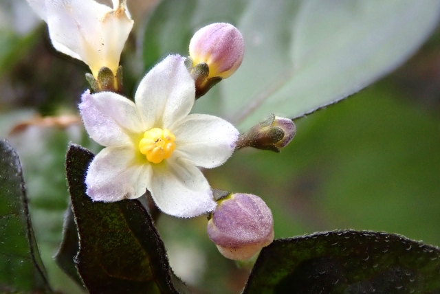 イヌホオズキとは？食べることはできる？毒性やホオズキとの違いは？