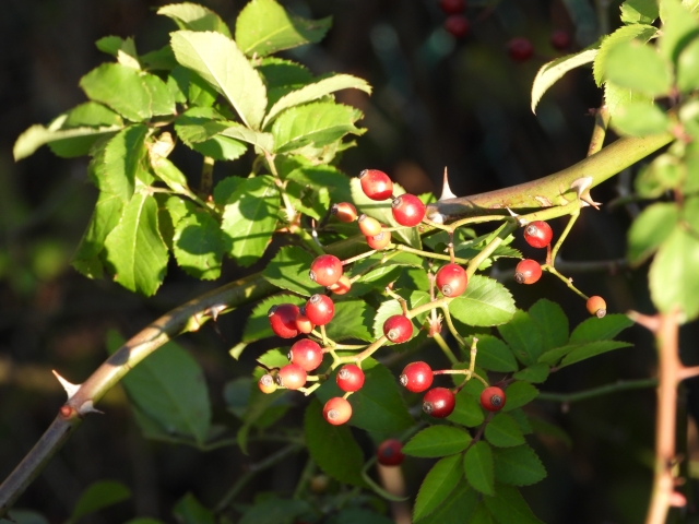 「イバラ」とは？どんな植物？言葉の意味・定義を詳しくご紹介！