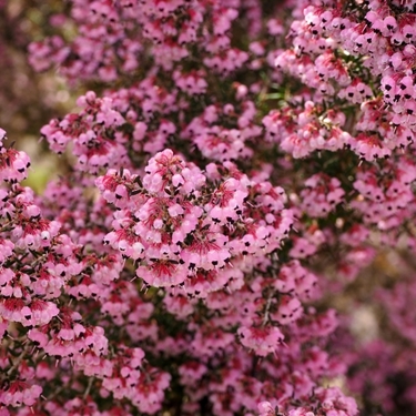 エリカってどんな花？種類・特徴や開花時期から花言葉までご紹介！