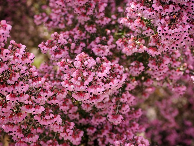 エリカってどんな花?種類・特徴や開花時期から花言葉までご紹介!