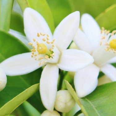 オレンジの花言葉とは？その意味・由来や花の特徴・開花時期も紹介！