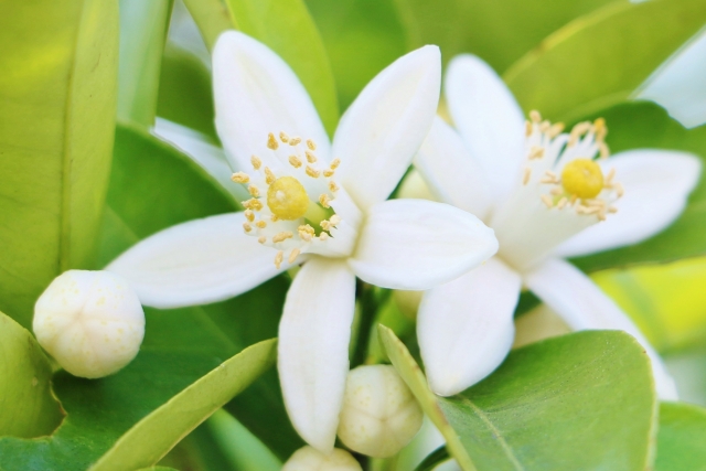 オレンジの花言葉とは？その意味・由来や花の特徴・開花時期も紹介！