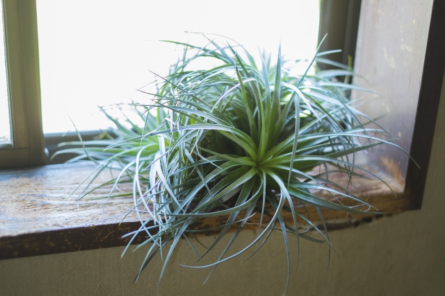 チランジアをクランプさせるコツ!枯らさず大きく育てよう!