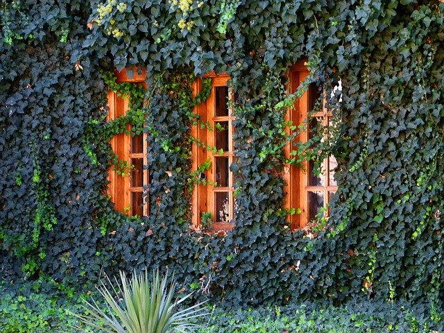 家の外壁にツタを這わせたい!方法やメリット・デメリットを詳しく解説