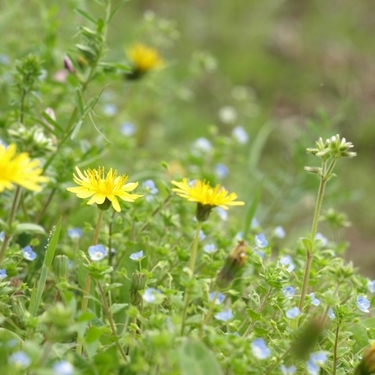 雑草でガーデニングはできる？雑草を使った庭づくりや寄せ植えを解説