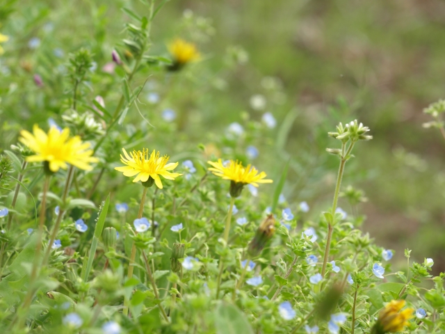 雑草でガーデニングはできる？雑草を使った庭づくりや寄せ植えを解説