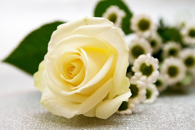 白薔薇の花言葉とは?白色の品種や本数別の意味・上手な贈り方まで紹介