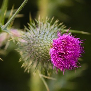 アメリカオニアザミってどんな植物？外来種？駆除方法も詳しく解説