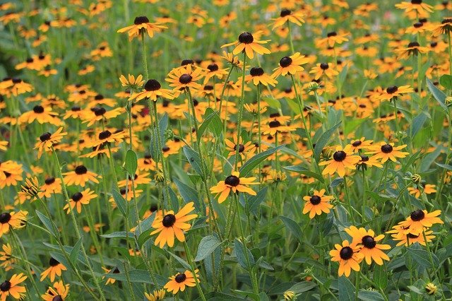 意外に多い特定外来生物の植物!見つけたときはどうする?捨て方は?のイメージ